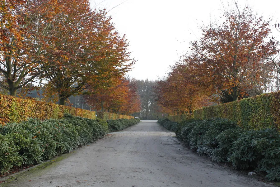 Laan met bomen in herfstkleur langs een pad op de kwekerij