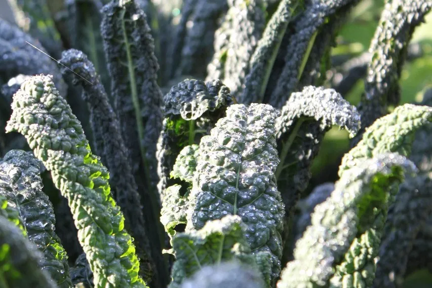 Rijen boerenkool met berijpte, gekrulde bladeren in de moestuin
