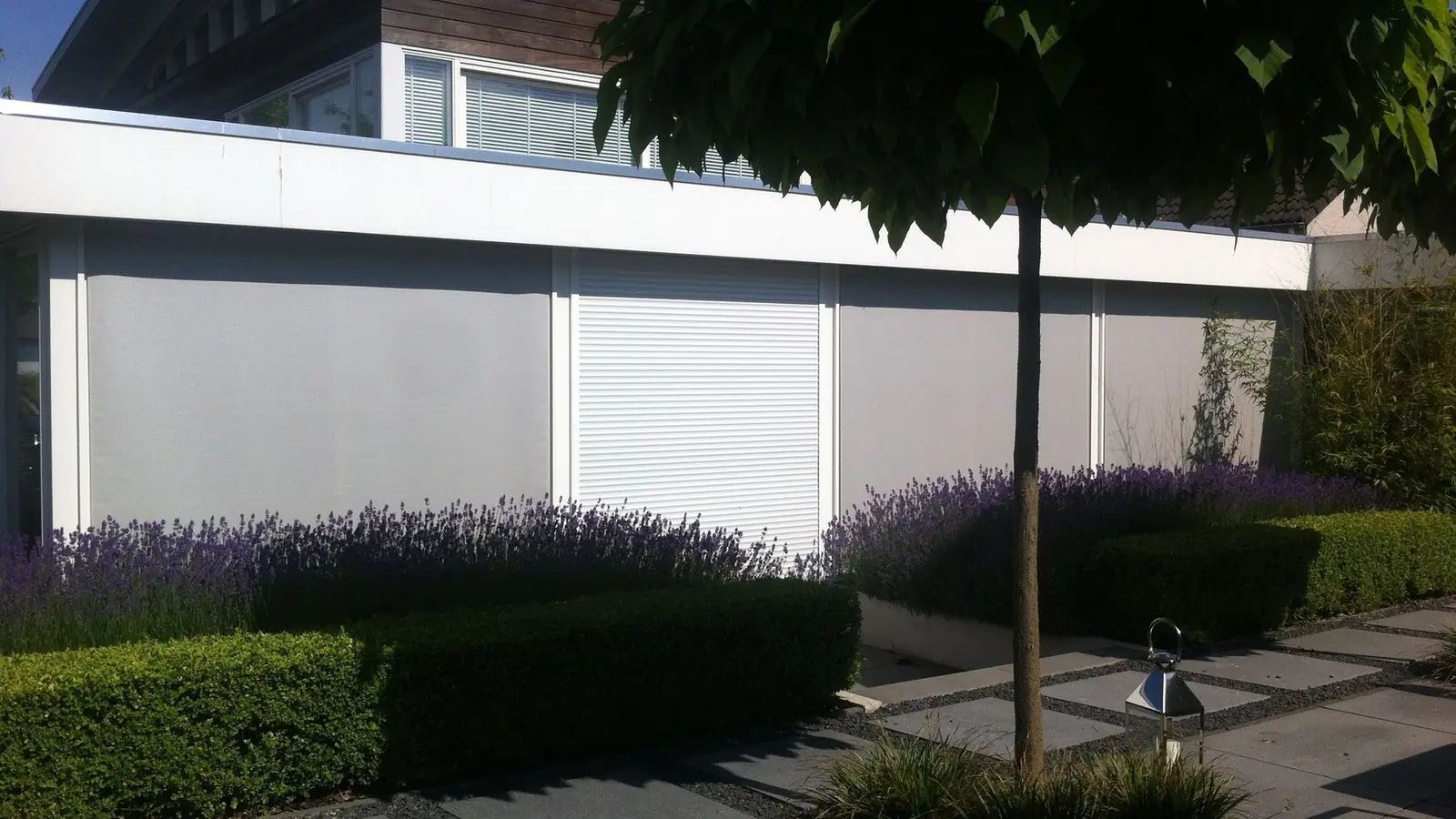 Strakke tuin met lavendel, geschoren hagen en een solitaire boom, aangelegd door Hortus Virides