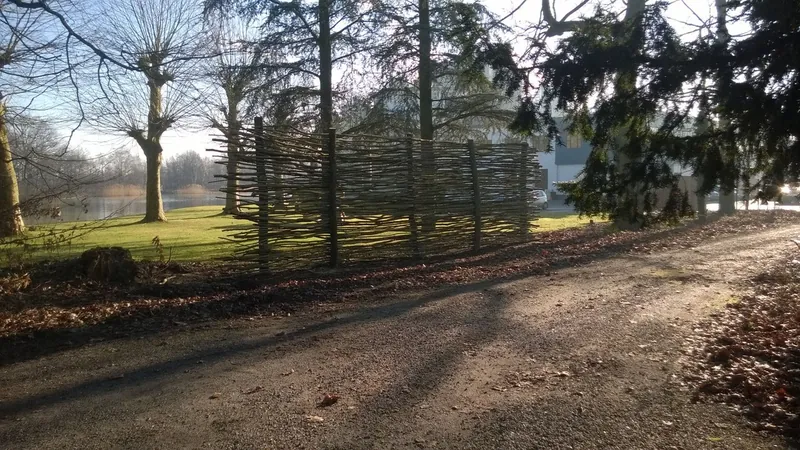 Rijen jonge, nog kale bomen langs een pad, pas aangeplant