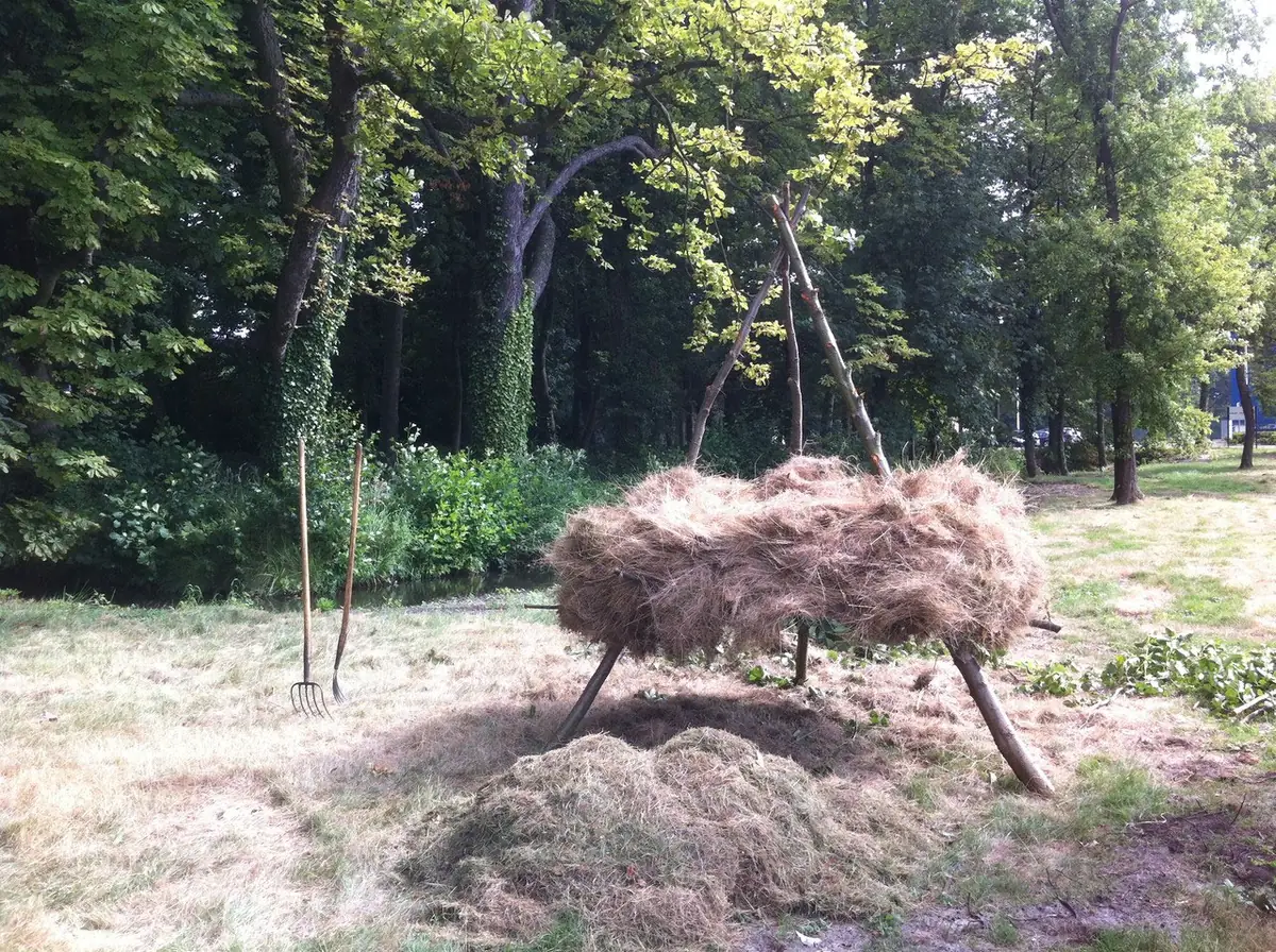 Een grote solitaire boom met brede kroon, net geplant en aangevuld met boomschors