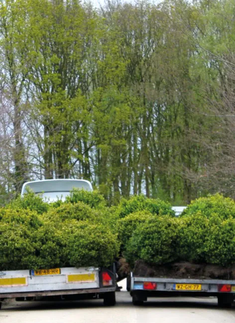 Aanhanger op de weg langs een rij wilgen, onderweg met plantmateriaal