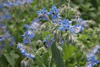 Blauwe stervormige bloemen van bernagie tussen het blad