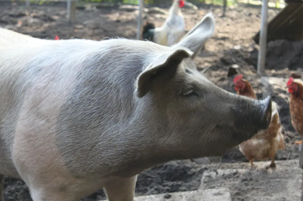 Varken en kippen scharrelen samen rond op het erf bij de kwekerij