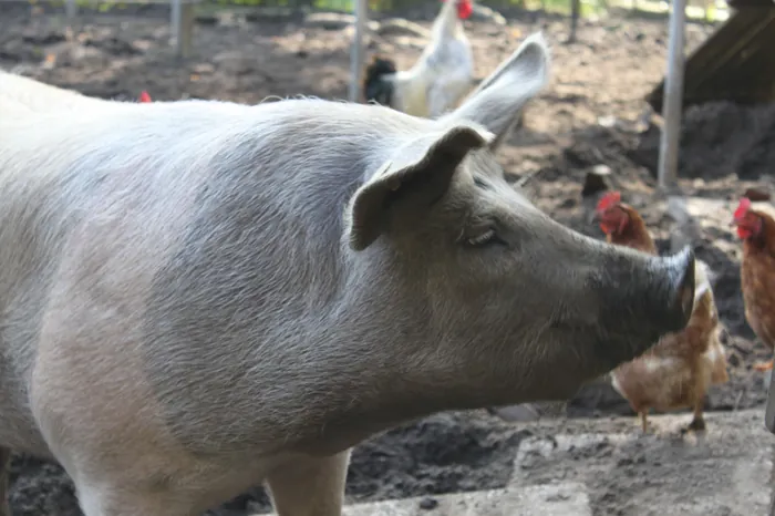 Varken en kippen scharrelen samen rond op het erf