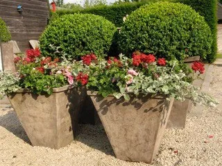 Geschoren buxusbollen in betonnen plantenbakken met rode bloemen ervoor