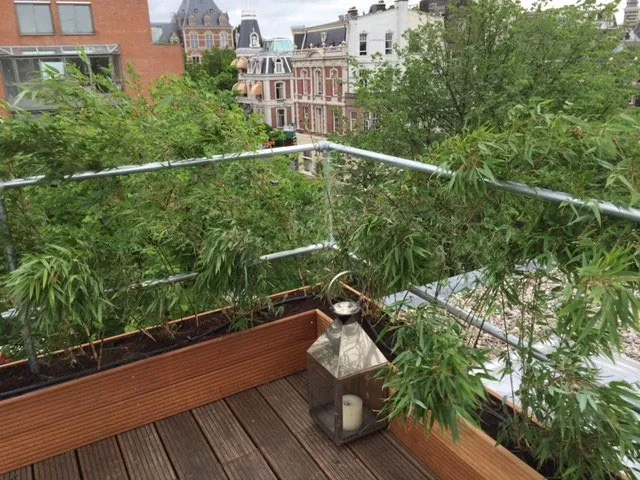 Dakterras met bamboe in plantenbakken en een lantaarn bij de balustrade